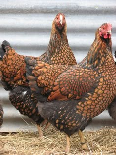 three chickens standing next to each other on top of dry grass in front of a metal wall