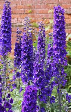 purple flowers growing in front of a brick wall