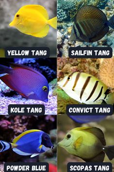 the different types of tropical fish are shown in this image, including yellow tang and blue tang