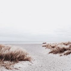 the grass is growing on the beach by the water