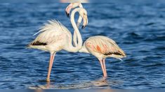 two flamingos standing in the water with their beaks touching each other's necks