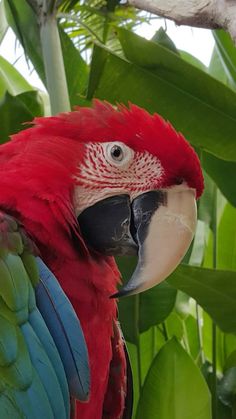 a red and blue parrot sitting on top of a tree branch next to green leaves