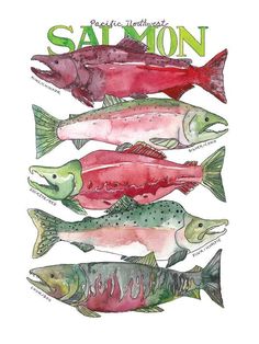 three different types of fish with the words salmon in green, red and pink colors