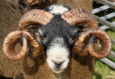 a ram with large horns standing next to a fence