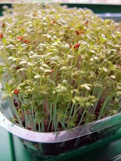 small green plants in a plastic container on a table