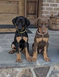 two puppies sitting on the front steps of a house, one looking at the camera