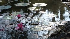 Floating Lily Pads And Blooming Pink Water Lilies, In Soft, Hazy Sunlight. Pink Water, Water Lilies, Lily Pads, Floating, Lily, Water, Pink