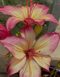 two pink and yellow flowers in a pot