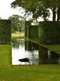 a pond surrounded by hedges in the middle of a grassy area with a dog running through it