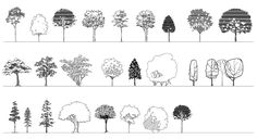 the different types of trees are shown in black and white, with one line drawn across them