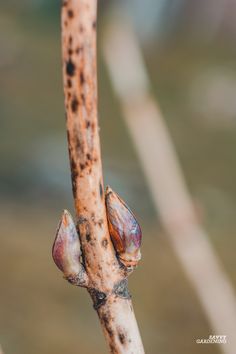 a close up of a tree branch with small brown leaves and dirt on the branches