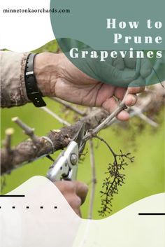 Support For Grape Vines, Pruning Muscadine Vines, Pruning Grapevines Winter, How To Train Grape Vines, Grape Vine Trellis For Shade, Growing Grapes On A Fence, Pruning Grapes Vines, When To Prune Grape Vines, Trellis For Grapes Vines