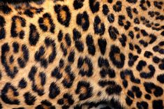 closeup of the skin of a large leopard or cheetah print animal pattern