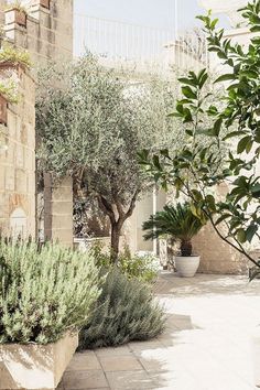 an outdoor courtyard with potted plants and trees