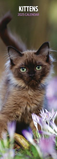 a brown cat with green eyes sitting on the ground in front of purple and white flowers