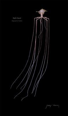 an image of a jellyfish in the dark with its long tentacles hanging from it's back