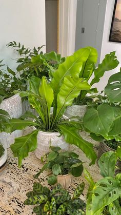 several potted plants sit on a table