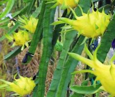 yellow flowers with green leaves in the foreground