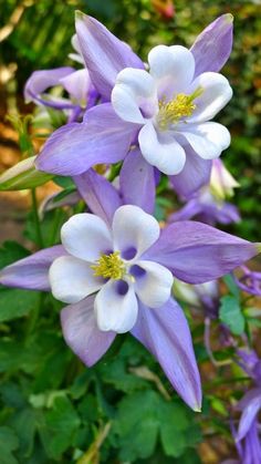 two purple and white flowers are in the grass