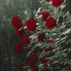 red flowers are growing on the side of a building in front of trees and bushes