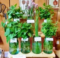 several jars with plants in them sitting on a table