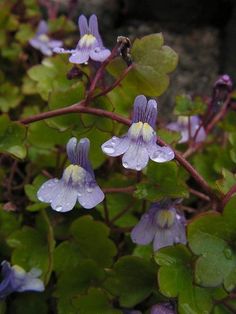 small purple flowers with green leaves in the background