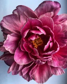 a large pink flower is in the middle of it's blooming head and petals