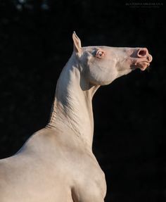 a white horse standing on top of a lush green field with trees in the background