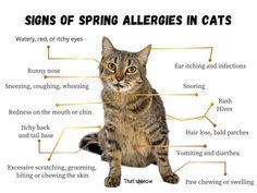 a cat with the words signs of spring allergies in it's body