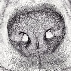 an animal's eye is shown in this black and white photo