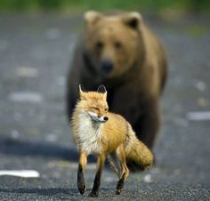 a brown bear and a red fox are walking on the road together in front of each other