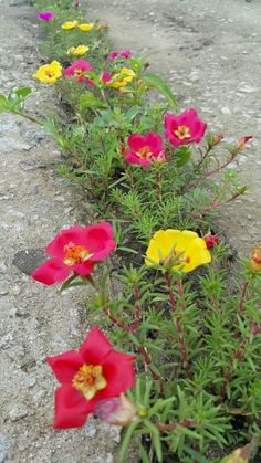 some very pretty flowers by the side of the road with no one around them yet