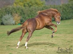 a brown horse is galloping on the grass with its front legs in the air