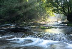 a stream running through a lush green forest filled with lots of trees and water flowing over rocks