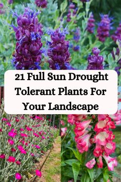 different types of flowers with text overlay reading 21 full sun drought tolerant plants for your landscape