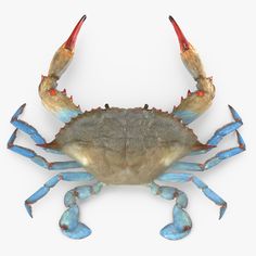 a blue crab with red claws on it's back legs and head, against a white background