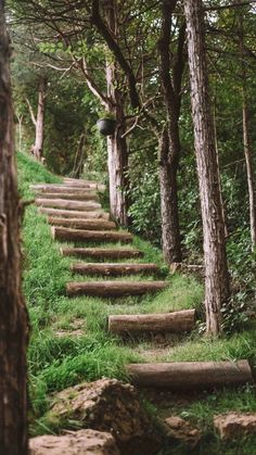 there are many steps that lead up to the trees in the woods, and one is empty