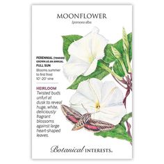 a white flower with green leaves and a butterfly on it's back, in front of the words moonflower