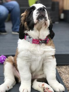 a brown and white dog sitting on top of a black mat next to a person