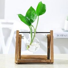 a potted plant in a glass vase on top of a wooden stand with water