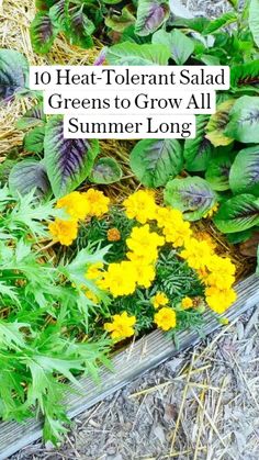 some yellow flowers and green plants in the dirt