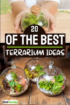 the best terrarium ideas for kids