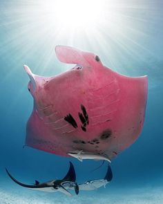 a manta ray swimming in the ocean