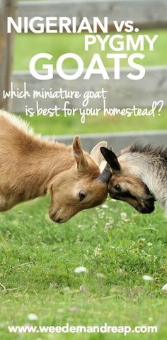 two goats that are standing in the grass with their heads touching each other's noses