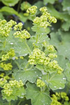 green leaves and flowers with water droplets on them