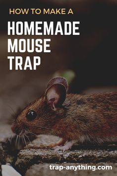 a mouse sitting on the ground with text that reads how to make a homemade mouse trap