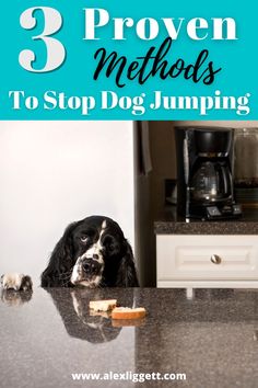 a black and white dog sitting on top of a counter next to a table with food