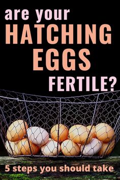 eggs in a basket with the words are your hatching eggs fertile?