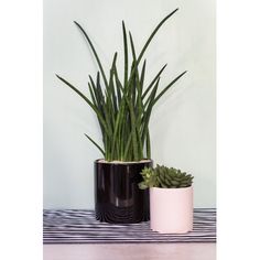 two potted plants sitting on top of a black and white striped table cloth next to each other