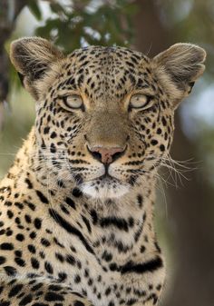 a close up of a cheetah sitting in a tree looking at the camera